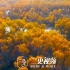 新疆这片金色胡杨林，美了10000年！
