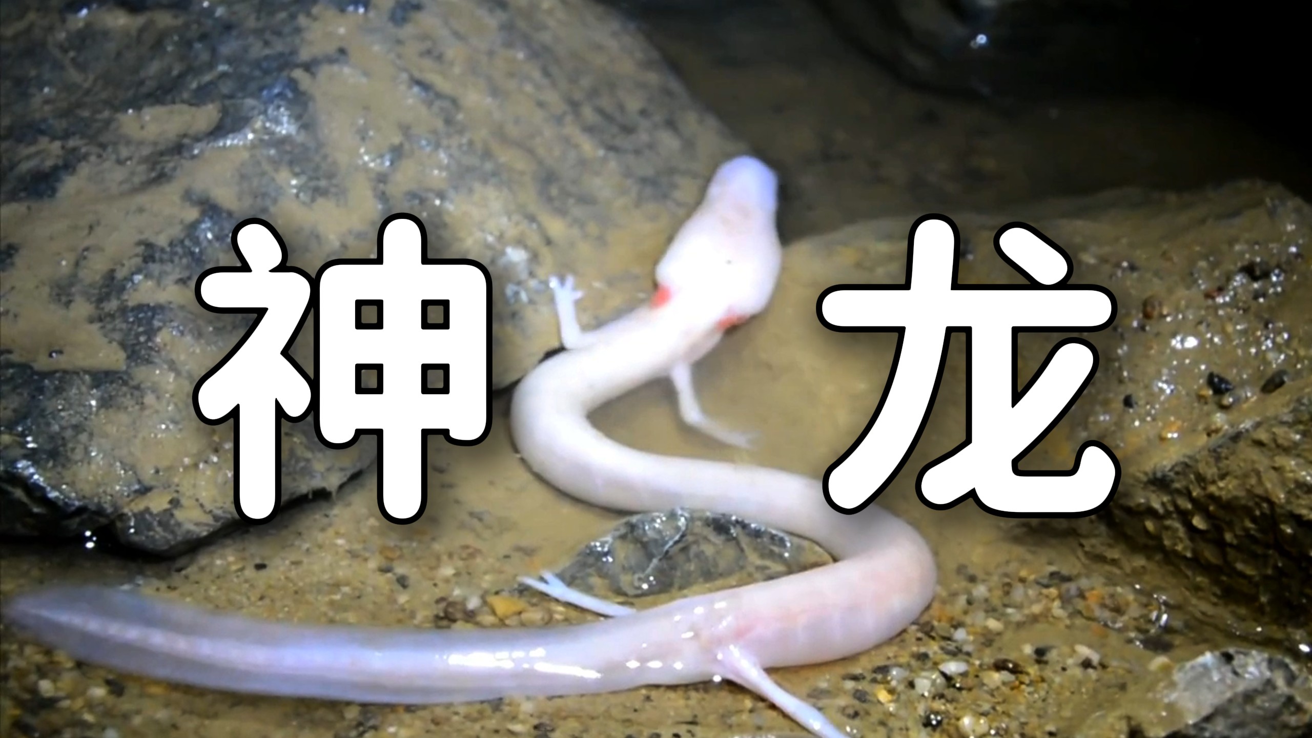 “ 拥有不死之身的东方神龙 ”