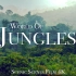 4K丛林-世界各地令人惊叹的丛林场景|雨林|风景放松电影