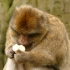 【高清素材视频】猴子吃东西