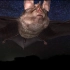蝙蝠怎样通过超声波定位的