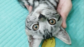 猫咪救助视频全过程 4db8021e227e04e239c4b580e06e4578efa427f6.jpg@280w_158h_1c_100q.jpg