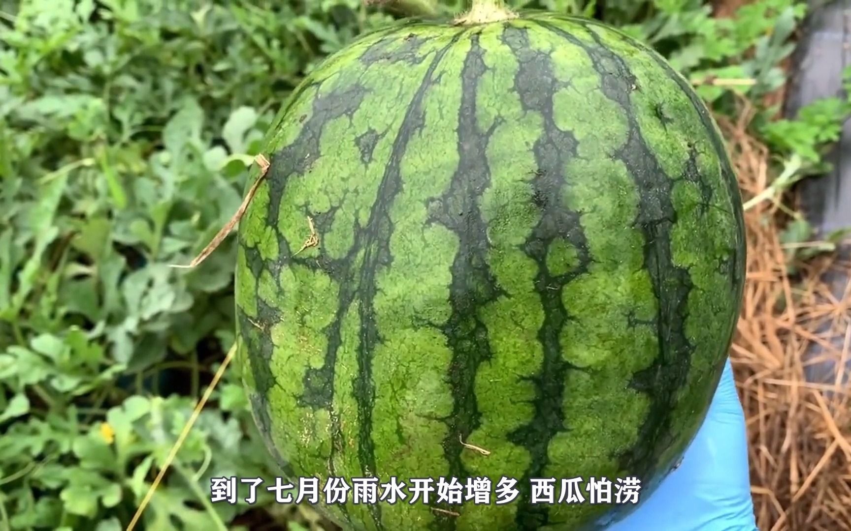 在日本西瓜贵自己种。结了太多第一次吃西瓜吃到吐
