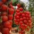 以色列番茄加工栽培温室---智能农业