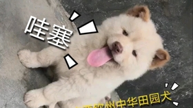 品质好的土狗怎么选 4e00f74ffdb7aa8462f842fae836ead2340b469f.jpg@280w_158h_1c_100q.jpg