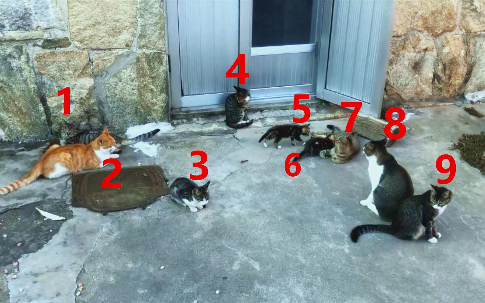 不知道好不好？这样讨论：晚饭时间，9只饥肠辘辘的猫咪遇到一把猫粮，混战瞬间开始！[第1次]的第1张示图