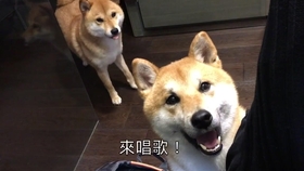 4e07c6eeda8f98629344a0a2f84cc6fe8dbf3252.jpg@280w_158h_1c_100q.jpg
