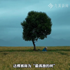 网红孤独树遭砍秃，村委会回应因游客踩踏麦田所致