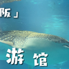 大阪VLOG｜沉浸式带你看海游馆｜偶遇海边日落