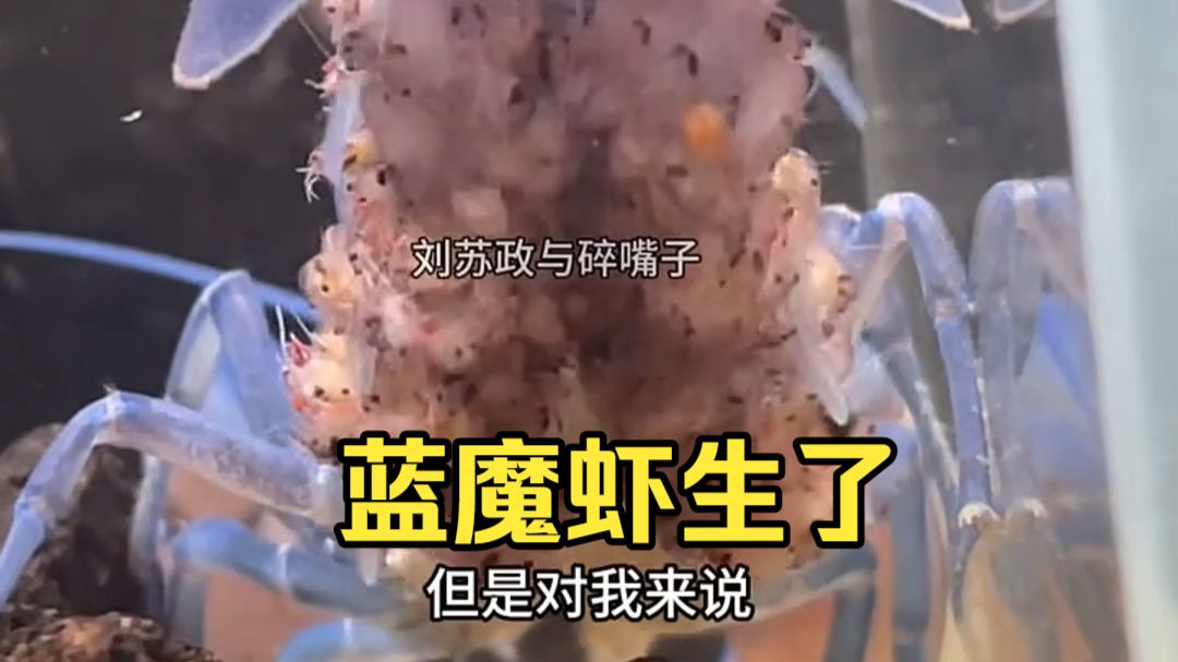 蓝魔虾确实生了红魔虾的孩子。