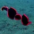 海扁虫（Pseudobiceros hancockanus）游起来还挺炫的。