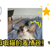 这么可爱的猫居然没人看