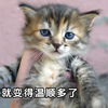 在路边发现一只流浪的小野猫，它的脾气很暴躁