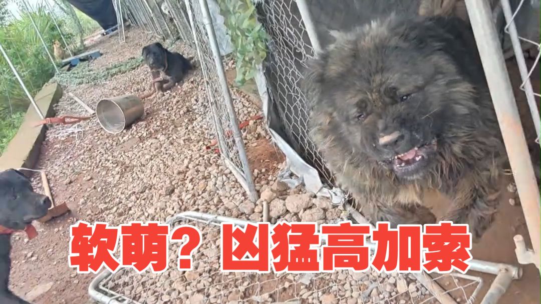 长得软萌，实则超级凶猛的高加索