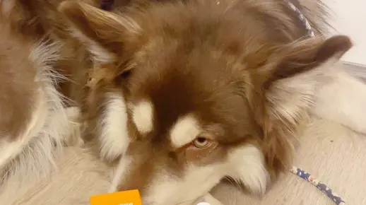 为什么狗狗老扒拉自己？