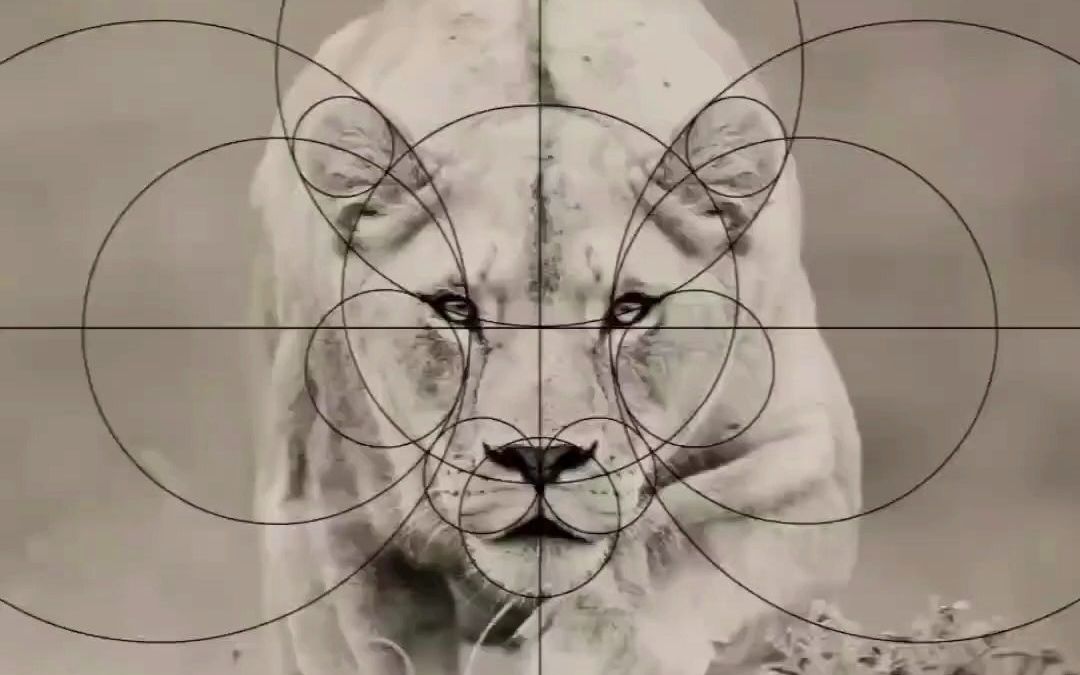如何用动物来设计logo，教你怎么几何化~