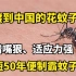 偷渡到中国的花蚊子，凭借嘴狠、适应力强，短短50年便制霸蚊子圈
