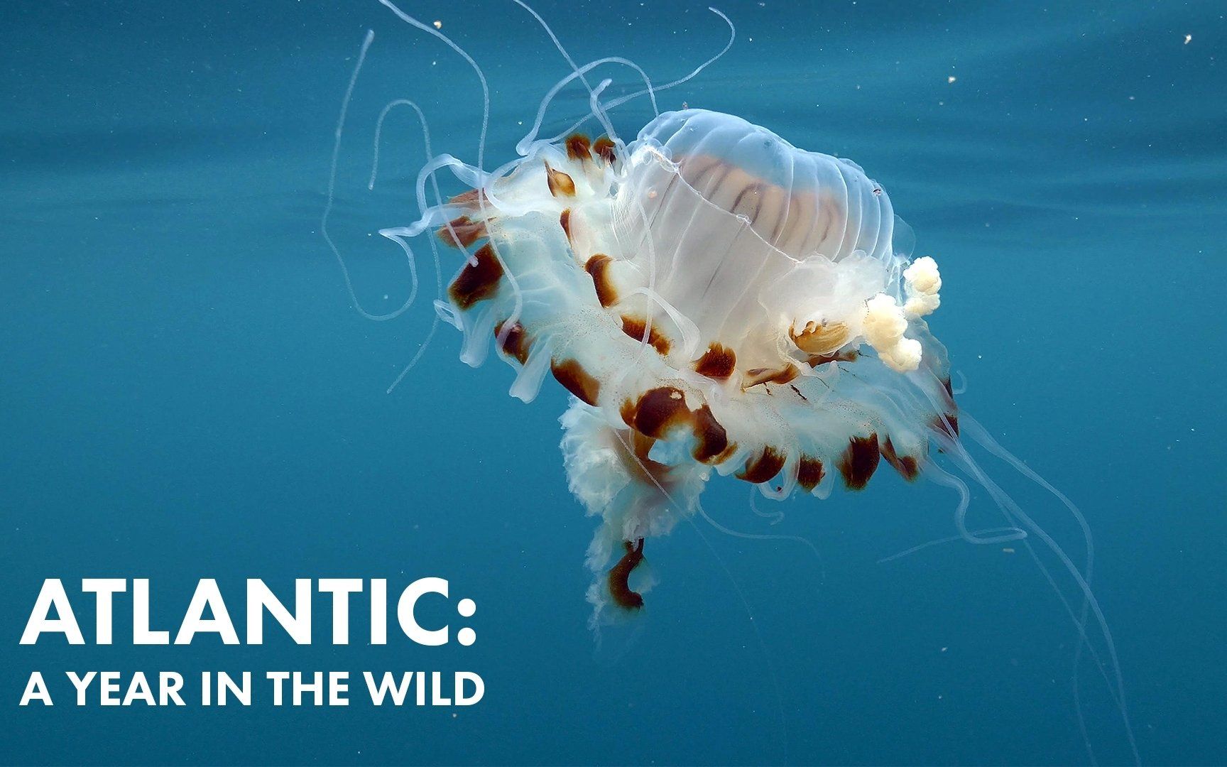 四季纵横大西洋 第一季全四集 Atlantic: A Year In The Wild