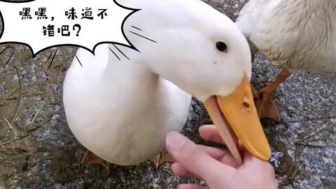 4e7f2e36f5df86f6336c19757e513a2801081ae2.jpg@480w_270h_1c
