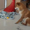 喜欢玩乒乓球的小狗