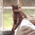 【萌宠】一般般搞笑的宠物视频 - 猫咪音乐节
