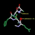 蛋白质α螺旋 3D展示  超直观 Alpha helix
