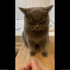 臭脸小猫咪