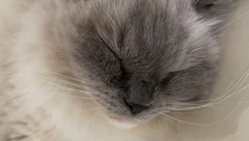 4eb68ba8b25e1190b729b40ef592f307c2df92f6.jpg@280w_158h_1c_100q.jpg