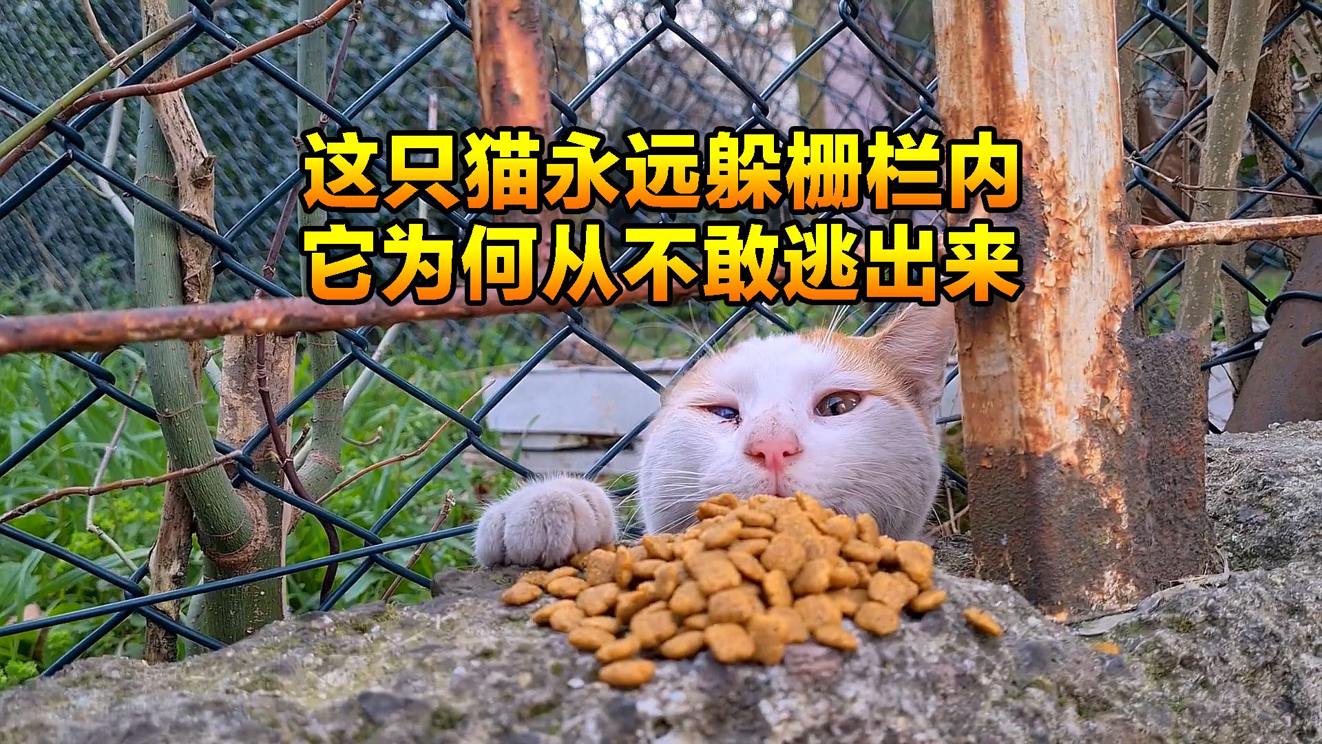 流浪猫每天躲在栅栏内，任何人喂食物都不肯出来，究竟怎么回事呢