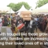 加纳葬礼原版视频（嘿人抬棺）
