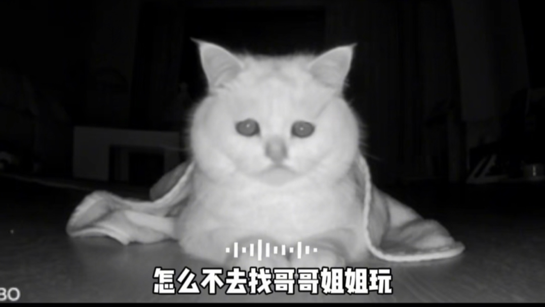 原来不止人找猫找不到，猫找猫也一样！
