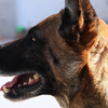 被领养到家庭的退役犬