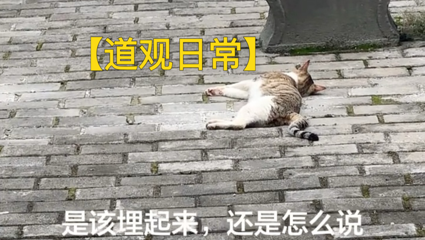 【道观日常】观里的猫，踏雪它走了………………………………………………但没走远