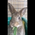 【兔子】【兔兔】【魔性】兔子吃草 根本停不下来
