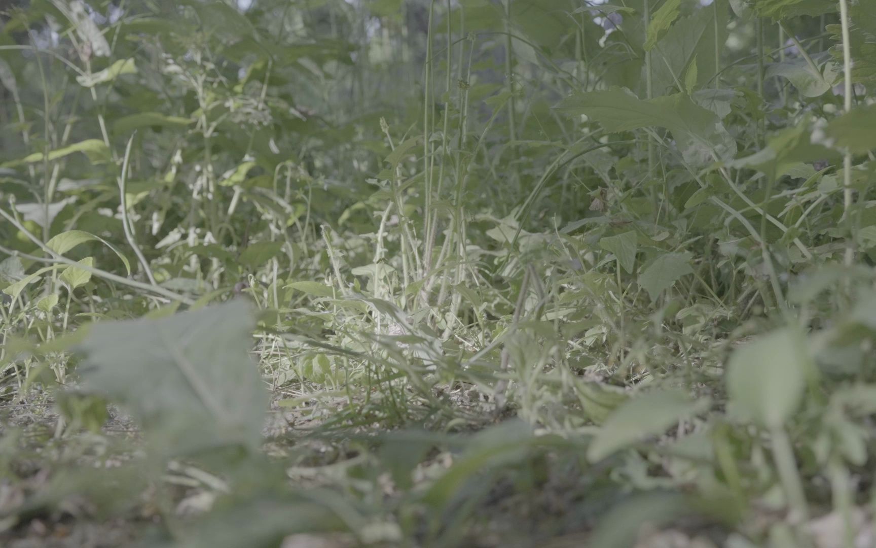 达芬奇调色练习素材分享【06】