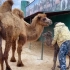 “泰加”新居民2：小骆驼第一次站起来了