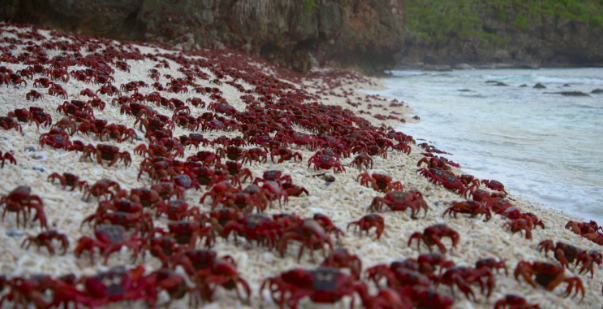 行走的红地毯 圣诞岛红蟹
