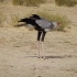 把蛇当辣条吃的鸟，非洲最凶猛的陆地鸟类，它就是蛇鹫！