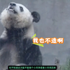 良月已经从比武场回来了，不负众望果然打赢了男熊！至于那事成没成不重要，反正回来还能蹭几个月的产妇套餐～#大熊猫良月 #一方水土养一方熊猫