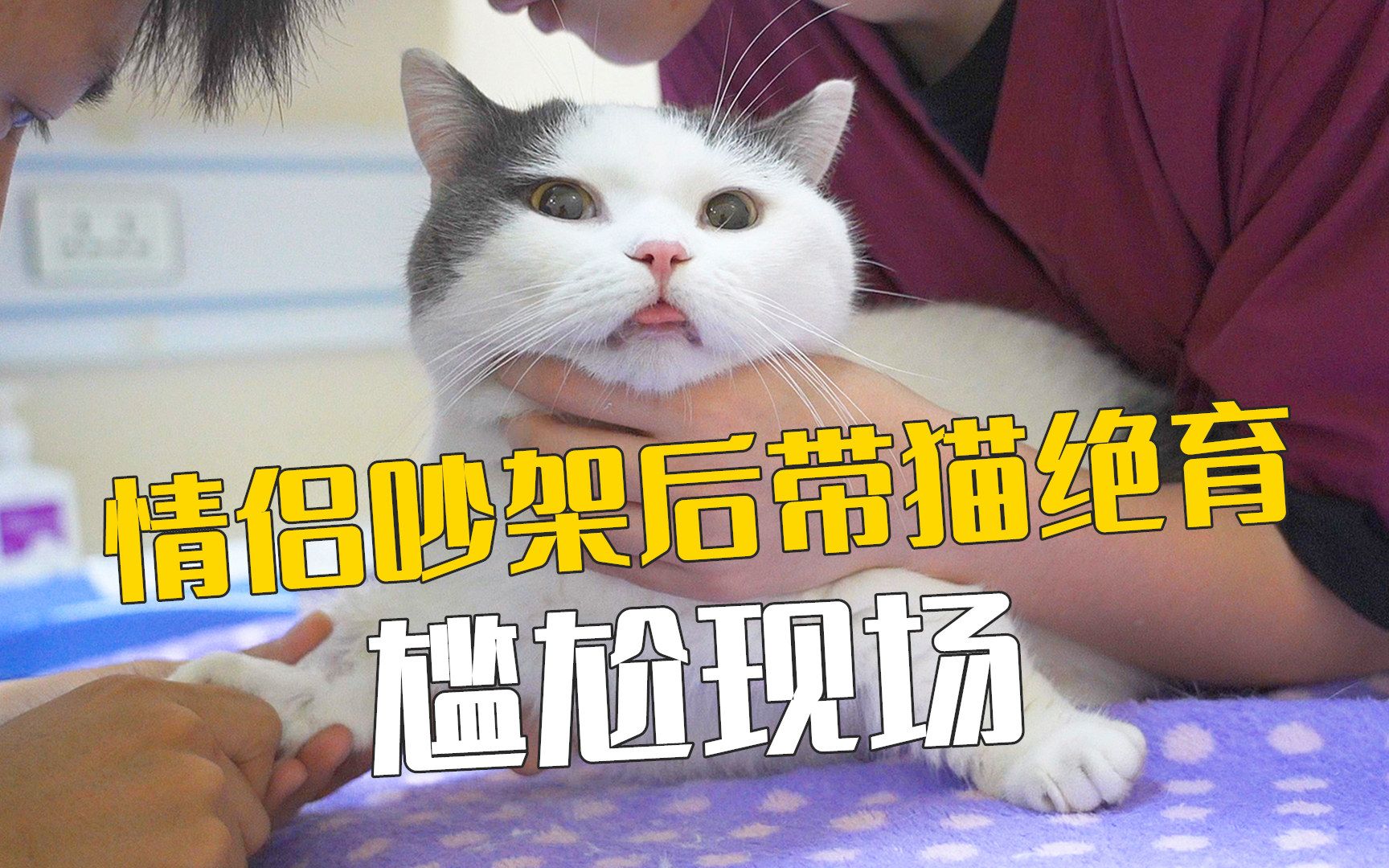 关于情侣吵架，但要一起带猫绝育这件事 萌猫宝哥哥 萌猫宝哥哥 哔哩哔哩视频 8505