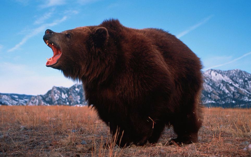 一只巨大的科迪亚克棕熊