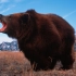 一只巨大的科迪亚克棕熊
