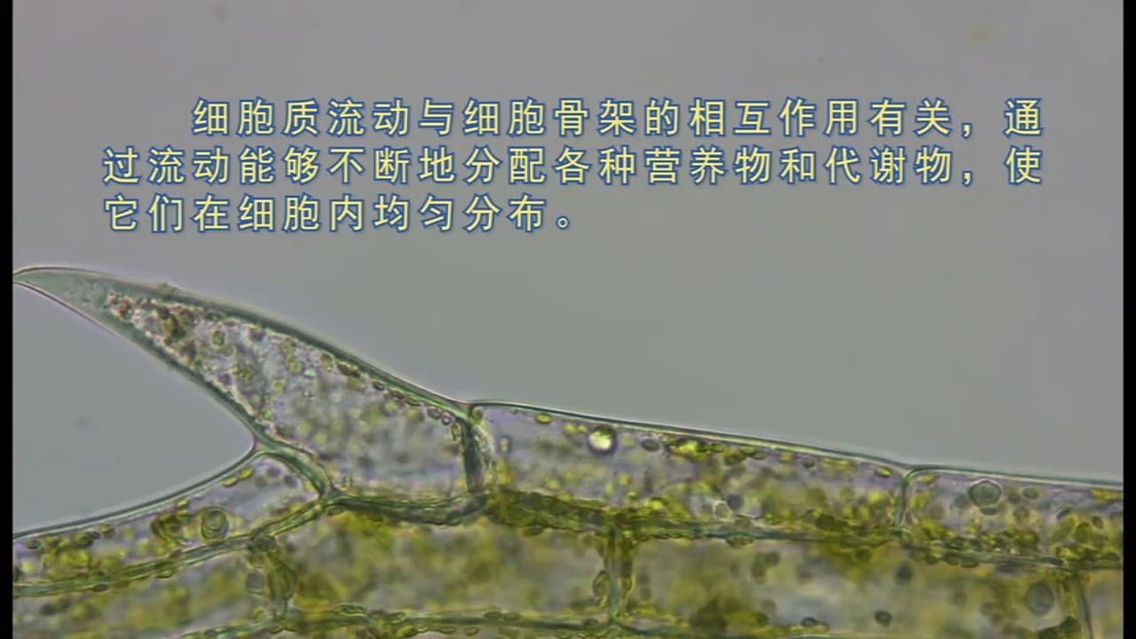 用高倍显微镜观察叶绿体和细胞质的流动实验视频