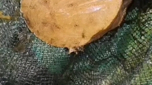 50344a2a8b313f90449364ad026de576e6781066.jpg@310w_174h_1c_100q.jpg