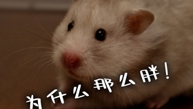 503ffe9d9621b5bde5d2c56324bb0b3e54db7d53.jpg@280w_158h_1c_100q.jpg