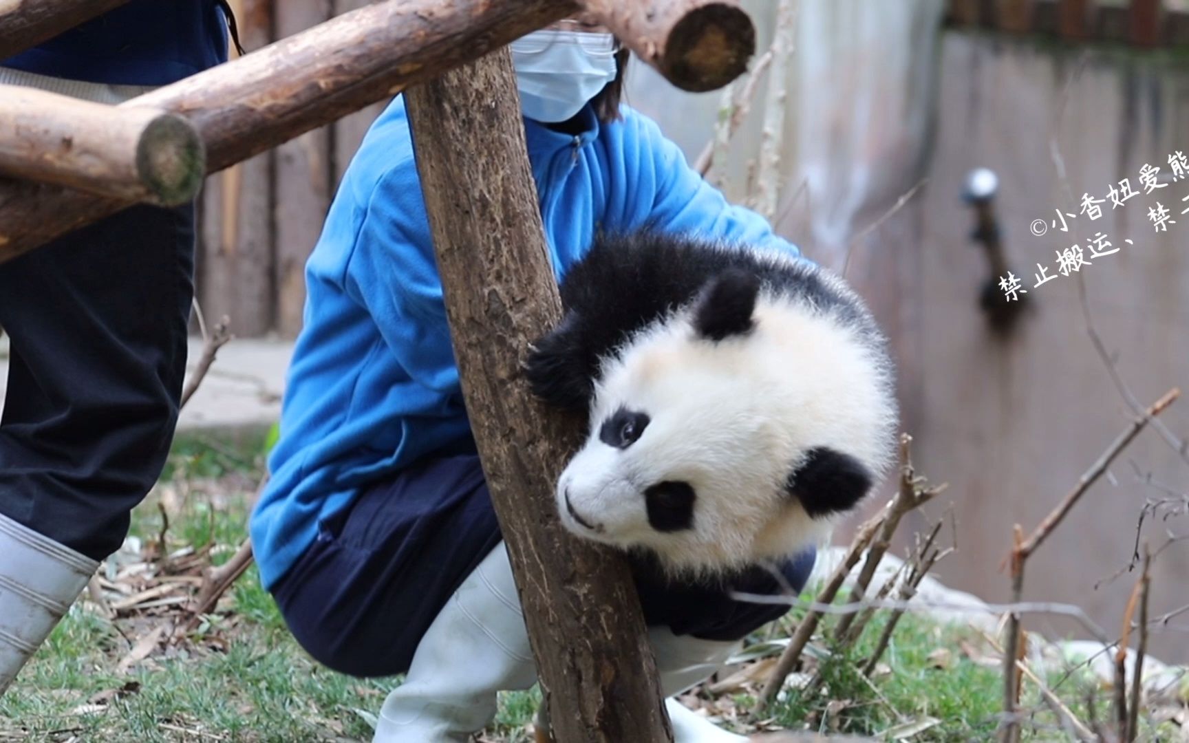 大熊猫福多多因为多多奶妈之间也内卷了哈哈哈