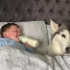 哈士奇偷婴儿床，却帮他入睡！[有史以来最可爱的视频！！]