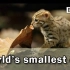 【BBC听力】世界上最小的猫猫，谁能不爱? Mew~