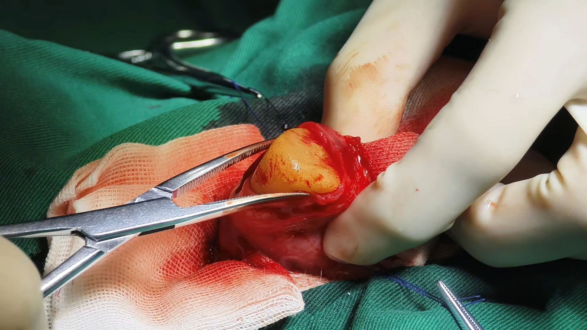 修炼多年的狗宝，被我一招拆除