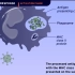 细胞免疫过程动画（科普小视频）